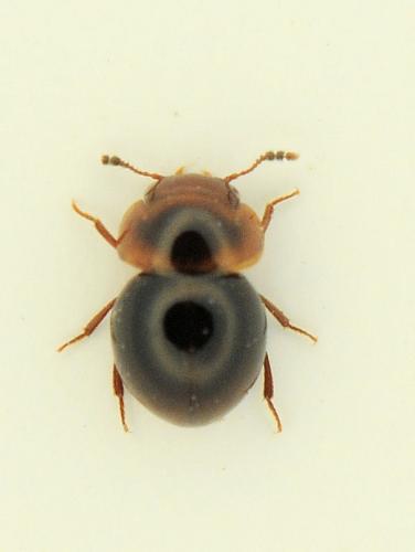 Réf. 316 217 : Agathidium sp.